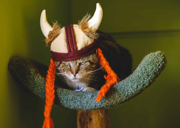 Quand est-ce que les vikings sont venus en France?